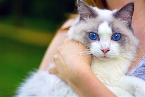 13 Cat Breeds With Blue Eyes That Sparkle With Love For You 13 Cat Breeds With Blue Eyes That Sparkle With Love For You