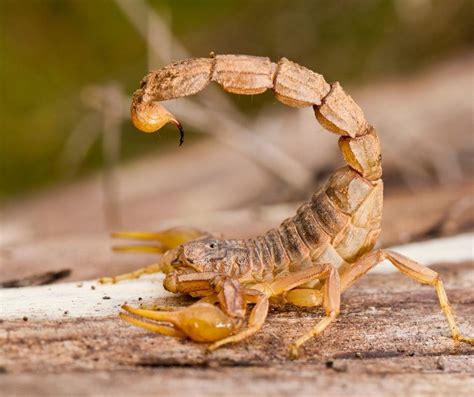 Are Scorpions In Arizona Deadly