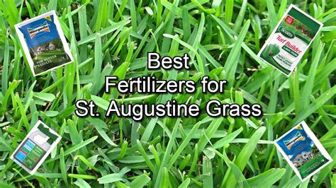 Best St Augustine Fertilizer Best St Augustine Fertilizer