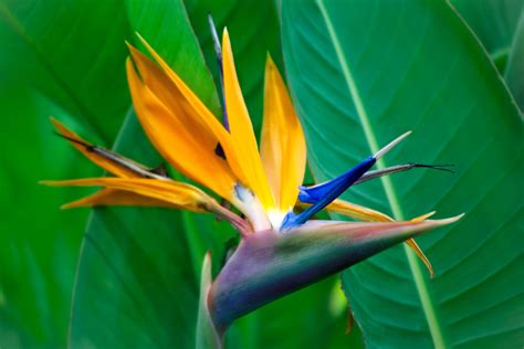 Bird Flower Plant