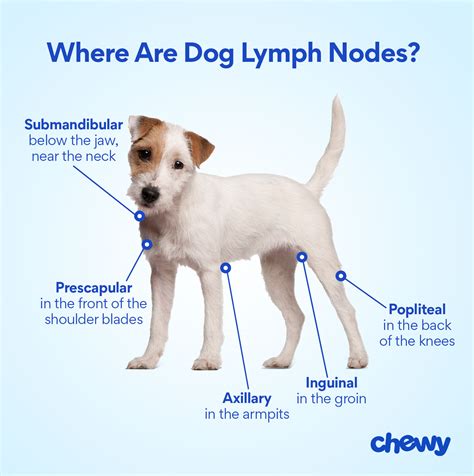 Canine Axillary Lymph Nodes