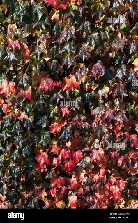 Vibrant Colorful Ivy Plants