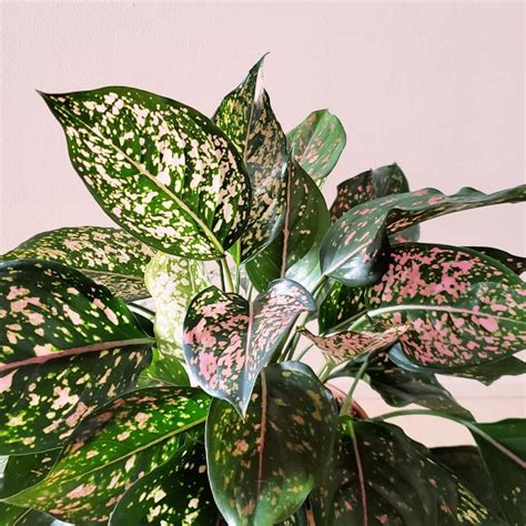 Dalmatian Plant Care