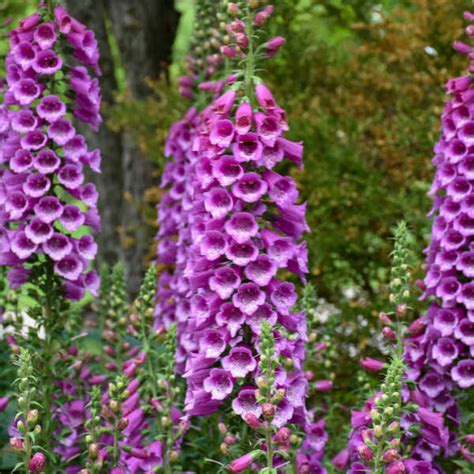Dalmatian Purple Foxglove For Sale Perennials Great Garden Plants Dalmatian Purple Foxglove For Sale Perennials Great Garden Plants