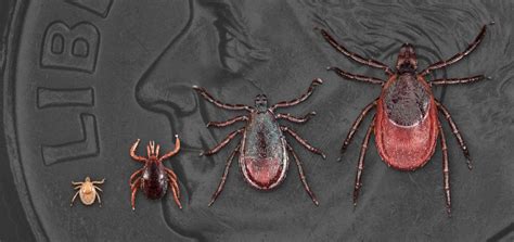 Do Ticks Live In Colorado