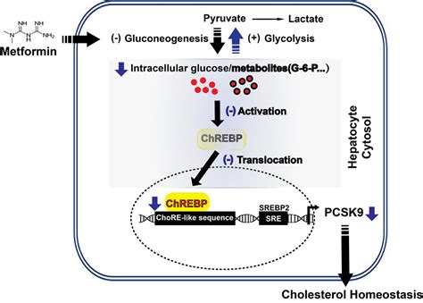 5 Ways Metformin Lowers Cholesterol