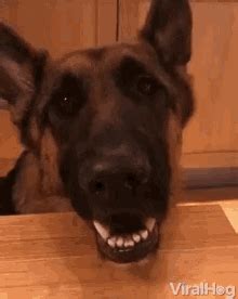 Doggywoggy Gif Doggywoggy Discover Share Gifs Doggywoggy Gif Doggywoggy Discover Share Gifs