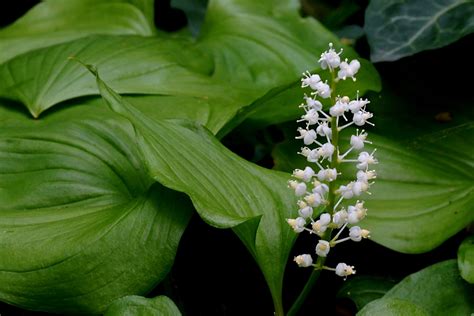 False Lily Plant Care False Lily Plant Care