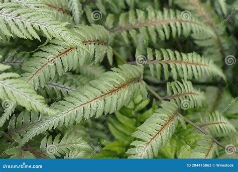 5 Ferns in Seattle