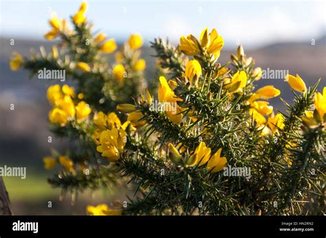 5 Ways Gorse Bushes