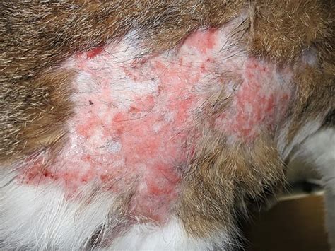 Granulomatous Disease In Cats