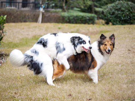 Having Sex With A Dog Having Sex With A Dog