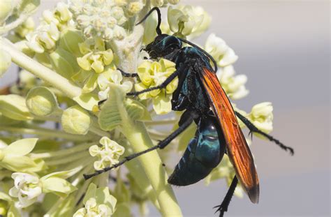 Hornets In Arizona