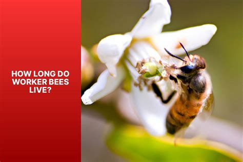 How Long Do Worker Bees Live How Long Do Worker Bees Live