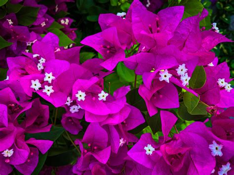 Is Bougainvillea Poisonous