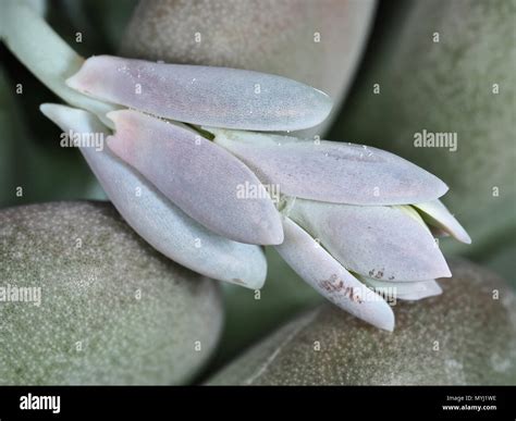 Jewel Leaf Beauty Revealed