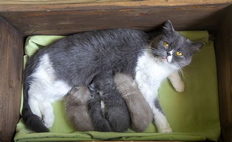 La Chatte Pr F Rera Rester Avec Ses Petits Ind Finiment Vrai Ou Faux La Chatte Pr F Rera Rester Avec Ses Petits Ind Finiment Vrai Ou Faux