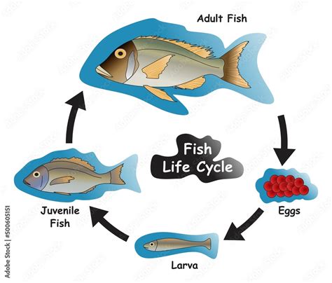Fish Life Cycle Explained Fish Life Cycle Explained