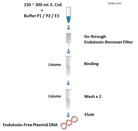 Maxi Prep Qiagen Protocol Guide