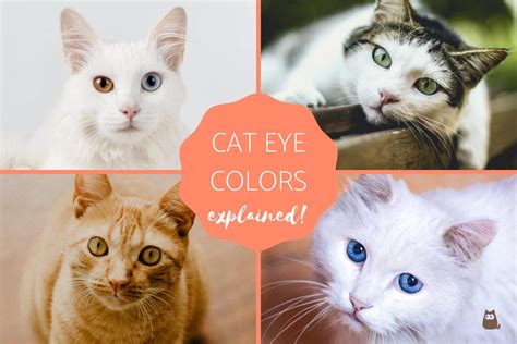 Most Common Cat Eye Color And Their Meaning Cat Eye Colors Explained Most Common Cat Eye Color And Their Meaning Cat Eye Colors Explained