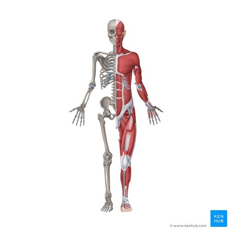 Nervous System And Musculoskeletal System