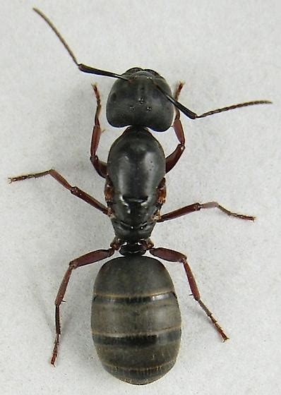 Picture Of Carpenter Ant Queen