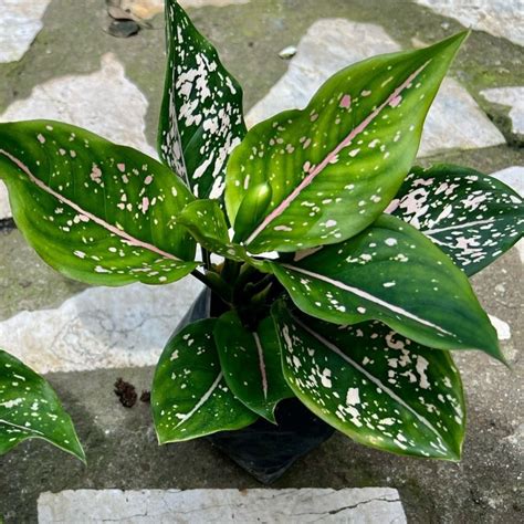 Pink Dalmatian Aglaonema Lily Plants Evergreen Plants Plants Pink Dalmatian Aglaonema Lily Plants Evergreen Plants Plants