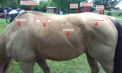Pssm In Horses Treatment Pssm In Horses Treatment