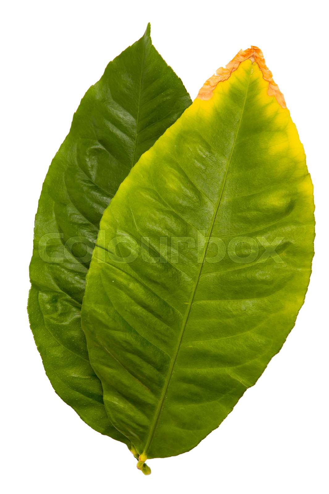 Salal Shrub Gaultheria Shallon Lemon Leaf Salal Oregon