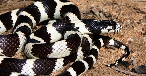 Snakes Black With White Stripes