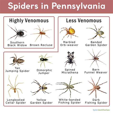Spider Species In Pa