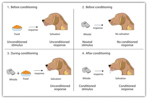 Conditioning Psychology Types Explained
