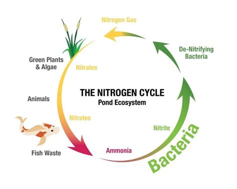 Understanding Your Pond S Nitrogen Cycle Aquascape Inc Understanding Your Pond S Nitrogen Cycle Aquascape Inc