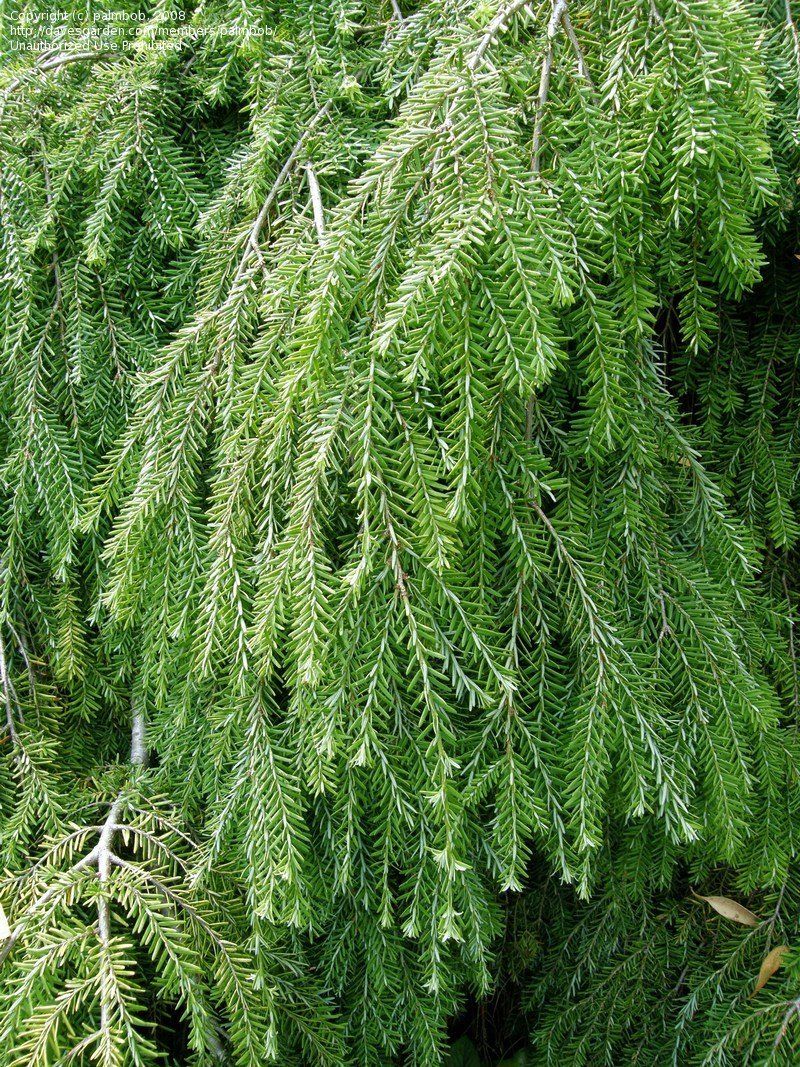 Weeping Hemlock Tree Care