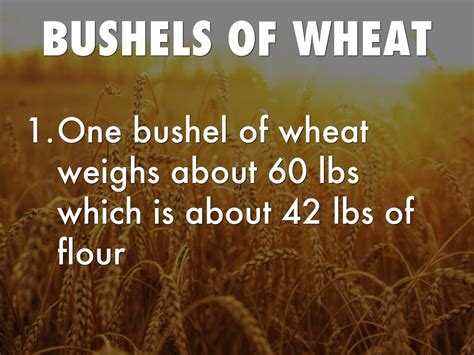 Wheat Weight per Bushel