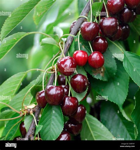 Wild Cherry Sweet Cherry Gean Mazzard Prunus Avium Cultivar Wild Cherry Sweet Cherry Gean Mazzard Prunus Avium Cultivar